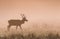 Red Deer Stag at Dawn in the mist