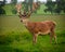 Red Deer Stag in field with antlers