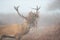 Red deer stag with foliage filled antlers in the morning mist