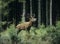 Red deer stag in forest