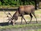 Red deer stag, grazing. Cervus elaphus