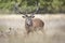 Red Deer stag with a group of hinds during rutting season in autumn