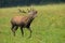 Red deer stag in heat roaring on a green meadow with blurred background