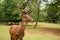 Red deer stag with large antlers in velvet