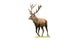 Red deer stag with large antlers walking on meadow isolated on white background