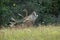 Red deer stag laying down and roaring on meadow with flowers in rutting season