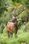 Red deer stag looking aside from front view in summer forest.