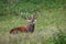 Red deer stag lying down on a meadow and roaring in rutting season