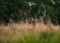 Red Deer Stag Lying in Long Grass