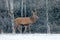 Red deer stag, majestic powerful adult animal with antlers outside wintery forest, Czech. Wildlife from Europe.