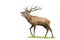 Red deer stag with massive antlers roaring in rutting season isolated on white