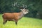 Red deer stag with massive dark antlers roaring in rutting season