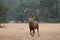 Red Deer stag in a meadow