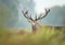 Red deer stag in mist during rutting season