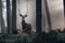 Red deer stag with pointed antlers standing on a slope of misty forest.