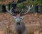 Red Deer Stag Portrait