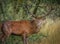 Red deer stag portrait