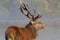 Red Deer stag portrait