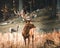 Red deer stag portrait in autumn forest