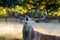 Red Deer stag portrait Cervus elaphus roaring or calling