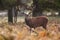 Red Deer stag roaring amongst the bracken in the countryside