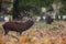 Red Deer stag roaring amongst the bracken in the countryside