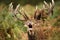 Red deer stag roaring with ferns draped around its antlers