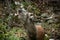 Red deer stag roaring in fresh autumn forest in close-up