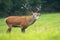 Red deer stag with roaring on a green meadow in rutting season