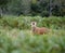 Red deer stag roaring during the rutting season