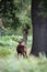 Red deer stag roaring during the rutting season