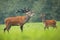 Red deer stag roaring in rutting season and hind walking behind it