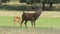 Red Deer stag roarsl