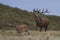 Red Deer stag rounding up hinds during the annual rut.
