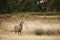 Red deer stag during rut season