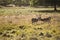 Red deer stag during rut season