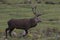 Red deer stag rutting, Cervus elaphus, scotland, autumn