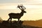 Red deer stag silhouette