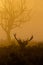 Red deer stag silhouette at dawn in Busy Park