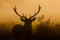 Red deer stag silhouette at dawn in Busy Park