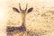 Red deer stag sitting in field at edge of forest.sepia vintage tone.wildlife nature background