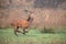 Red deer stag sprinting along a meadow in autumn.