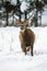 Red deer stag standing in deep snow and looking at camera in winter