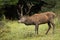 Red deer stag standing in forest in autumn nature.