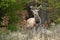 Red deer stag standing in forest in springtime nature.