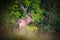 Red deer stag standing in forest in in summertime nature