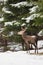 Red deer stag standing in forest in wintertime nature.