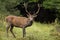 Red deer stag standing on glade in woodland in autumn nature.