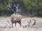 Red deer stag standing among a group of hinds during rutting season in autumn