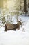 Red deer stag struggling in deep snow in winter forest with sun rays